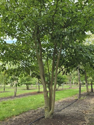 Afbeelding Reuzen Kornoelje - Cornus controversa