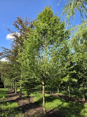Afbeelding Schmale säulenförmige Hainbuche auf Halbstamm - Carpinus betulus 'Frans Fontaine'   (Fastigiata)