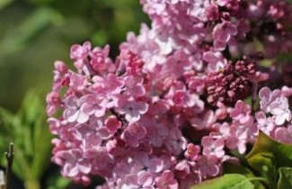 Afbeelding Sering 'Maiden's Blush' - Syringa hyacinthiflora 'Maiden's Blush'