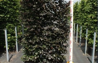 Afbeelding Rode Beuken - Fagus sylvatica 'Atropunicea'