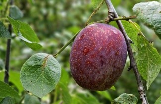 Afbeelding Pruim 'Hauszwetsche'  - Prunus domestica 'Hauszwetsche'