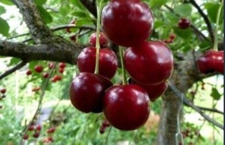 Afbeelding Kers 'Rheinische Schattenmorelle' - Prunus cerasus 'Rheinische Schattenmorelle'