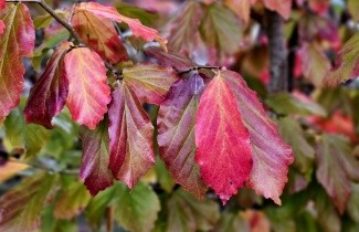 Afbeelding Perzisch IJzerhout 'Vanessa' - Parrotia persica 'Vanessa'