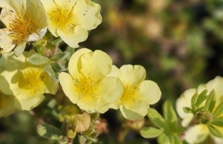 Afbeelding Ganzerik 'Primrose Beauty' - Potentilla fruticosa 'Primrose Beauty'