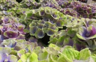 Afbeelding Hortensia 'Magical Amethyst' - Hydrangea  macr. 'Magical Amethyst'