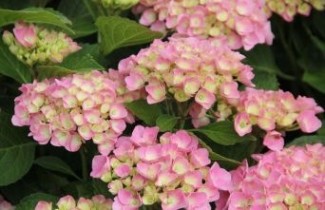 Afbeelding Hortensia 'Magical Coral' - Hydrangea  macr. 'Magical Coral'