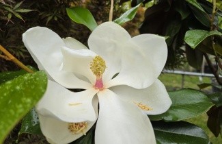 Afbeelding Magnolia 'Galissonnière' - Magnolia grandiflora 'Galissonnière'