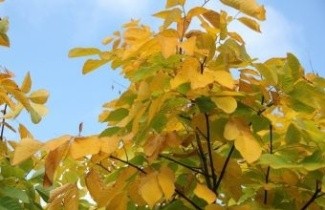 Afbeelding Geelhout - Cladrastis kentukea