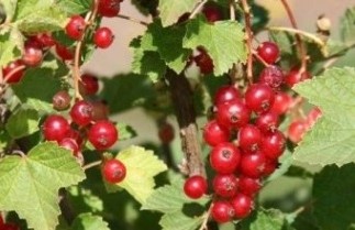 Afbeelding Rode bes 'Rolan' - Ribes rubrum 'Rolan'