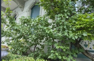 Afbeelding Abrikoos 'Bredase' - Prunus armeniaca 'Bredase'
