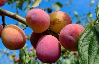 Afbeelding Pruim 'Victoria' - Prunus domestica 'Victoria'