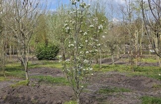Afbeelding Handpeer 'Conference' - Pyrus communis 'Conference'