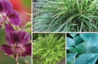 Afbeelding Borderpakket Schaduw D - Pakket SD 24 planten