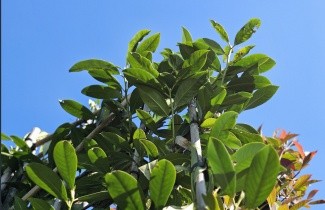 Afbeelding Laurierkers 'Caucasica' - Prunus laurocerasus 'Caucasica'