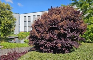Afbeelding Rode Pruikenboom - Cotinus coggygria 'Royal Purple'