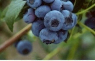 Afbeelding Blauwe bes 'Patriot' - Vaccinium corymbosum 'Patriot'