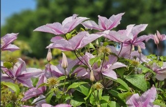 Afbeelding Bosrank 'Hagley Hybrid' - Clematis 'Hagley Hybrid'