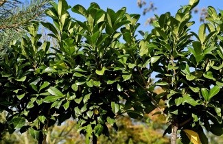 Afbeelding Laurierkers 'Etna' - Prunus laurocerasus 'Etna'