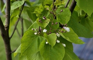 Afbeelding Gouden trompetboom - Catalpa bignonioides 'Aurea'
