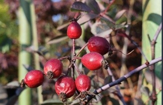 Afbeelding Struikroos - Rosa glauca