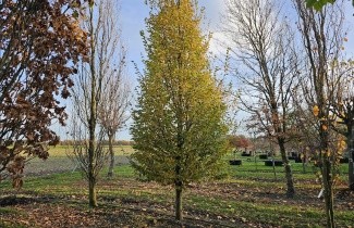 Afbeelding Haagbeuk 'Frans Fontaine' - Carpinus betulus 'Frans Fontaine'
