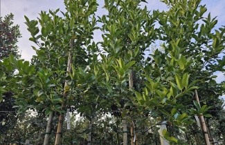Afbeelding Kastanjebladige hulst - Ilex koehneana 'Chestnut Leaf'