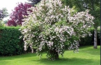 Afbeelding Bruidsbloem 'Plena' - Deutzia scabra 'Plena'