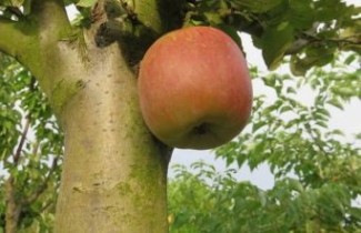 Afbeelding Appel 'Fuji Kiki 8'  - Malus domestica 'Fuji Kiki 8'