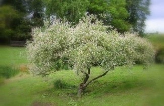 Afbeelding Bonte wilg - Salix integra 'Hakuro Nishiki'