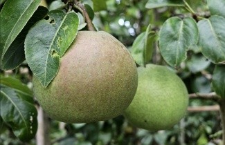 Afbeelding Stoofpeer 'Zoete Brederode' - Pyrus communis 'Zoete Brederode'
