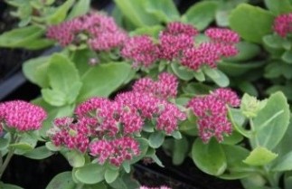 Afbeelding Hemelsleutel/vetkruid - Sedum 'Herbstfreude'