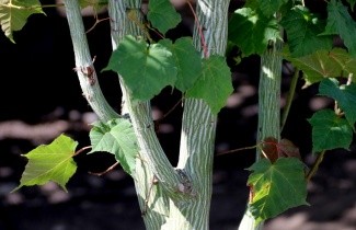Afbeelding Slangenhuidesdoorn 'pensylvanicum' - Acer pensylvanicum