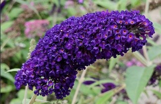 Afbeelding Vlinderstruik 'Black Knight' - Buddleja davidii 'Black Knight'