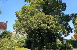 Afbeelding Gewone Esdoorn - Acer pseudoplatanus