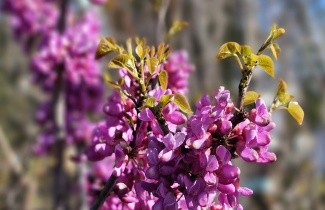 Afbeelding Chinese Judasboom - Cercis chinensis 'Avondale'