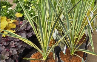 Afbeelding Palmlelie 'Bright Edge' - Yucca filamentosa 'Bright Edge'