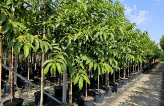 Afbeelding Tamme Kastanje - Castanea sativa