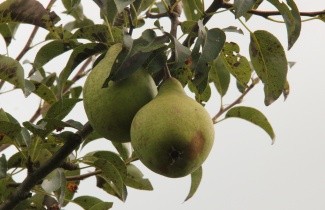 Afbeelding Handpeer 'Triomphe de Vienne' - Pyrus communis 'Triomphe de Vienne'