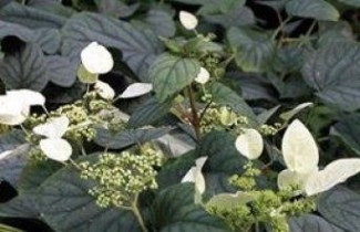 Afbeelding Valse klimhortensia - Schizophragma hydrangeoides 'Moonlight'