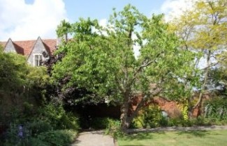 Afbeelding Witte Moerbei - Morus alba