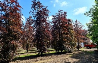 Afbeelding Rode Beuk 'Atropunicea' - Fagus sylvatica 'Atropunicea'