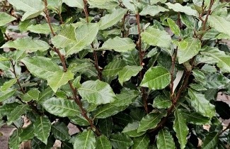 Afbeelding Olijfwilg - Elaeagnus ebbingei 'Compacta'
