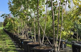 Afbeelding Amerikaanse esdoorn - Acer rubrum 'October Glory'