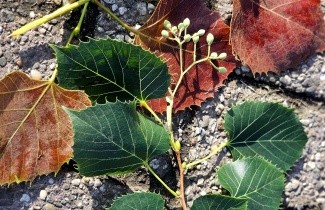 Afbeelding Chinese linde - Tilia henryana