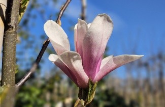 Afbeelding Magnolia 'Heaven Scent' - Magnolia 'Heaven Scent'