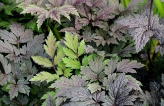 Afbeelding Christoffelkruid - Actaea simplex 'Atropurpurea'