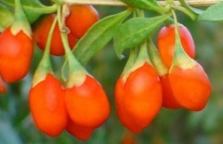Afbeelding Goji bes - Lycium barbarum 'Instant Succes'