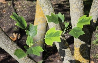 Afbeelding Tulpenboom - Liriodendron tulipifera  'Aureomarginatum'