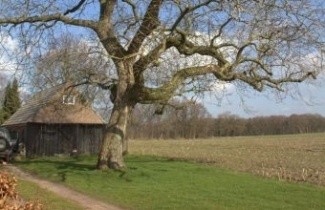 Afbeelding Walnoot - Juglans regia