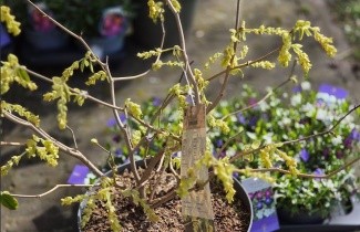 Afbeelding Schijnhazelaar spicata - Corylopsis spicata